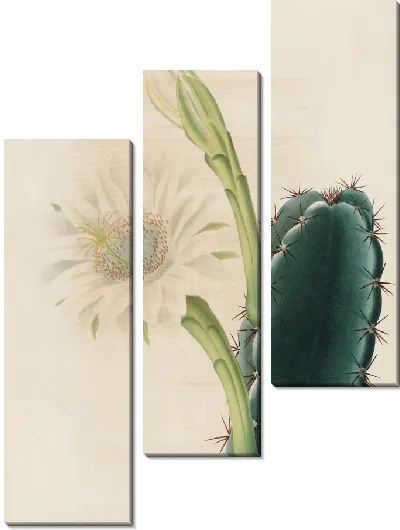 Картина Описательная иконография кактусов Табл.11 (1841-1847)