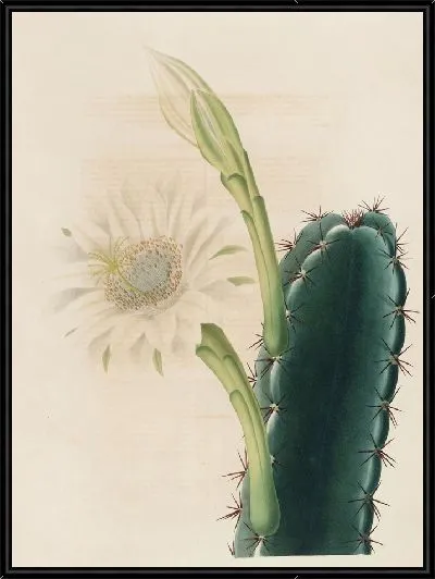 Картина Описательная иконография кактусов Табл.11 (1841-1847)