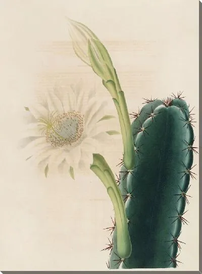 Картина Описательная иконография кактусов Табл.11 (1841-1847)