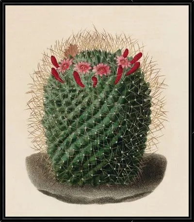 Картина Описательная иконография кактусов табл.12 (1841-1847).