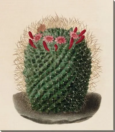 Картина Описательная иконография кактусов табл.12 (1841-1847).