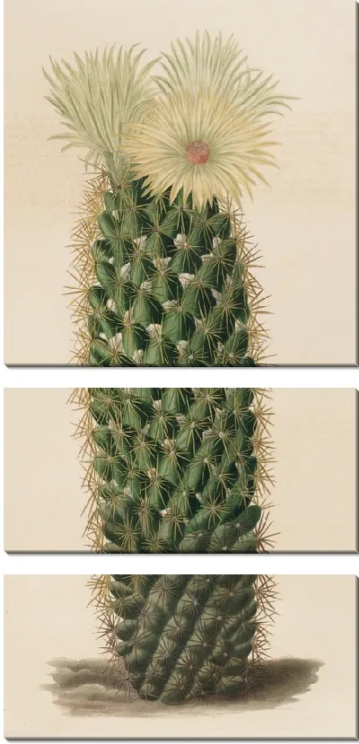 Картина Описательная иконография кактусов табл.13 (1841-1847).