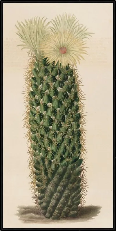 Картина Описательная иконография кактусов табл.13 (1841-1847).