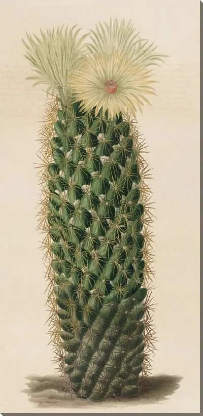 Картина Описательная иконография кактусов табл.13 (1841-1847).