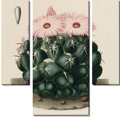 Картина Описательная иконография кактусов табл.14 (1841-1847).
