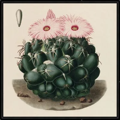 Картина Описательная иконография кактусов табл.14 (1841-1847).