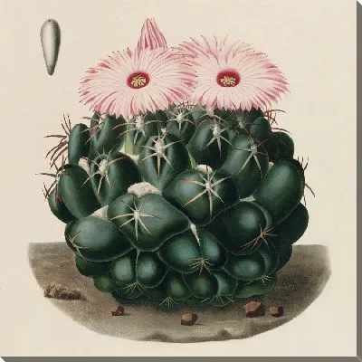 Картина Описательная иконография кактусов табл.14 (1841-1847).