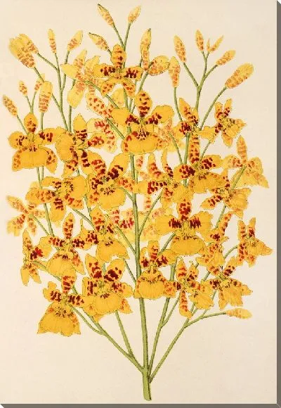 Картина Оригинальное серебро (1854-1896 гг.)