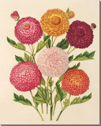 Картина Осенние хризантемы (1854-1896)