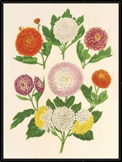 Картина Осенние хризантемы (разновидности) (1854-1896)