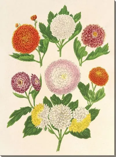 Картина Осенние хризантемы (разновидности) (1854-1896)