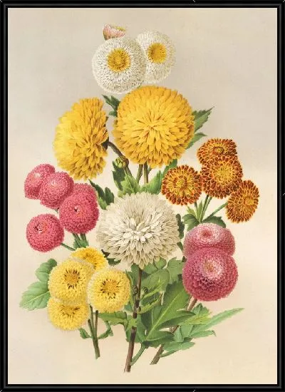 Картина Осенние хризантемы. (1854-1896)
