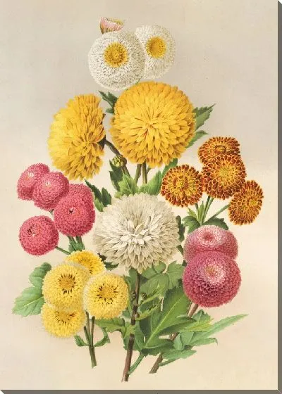 Картина Осенние хризантемы. (1854-1896)