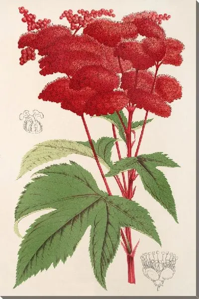 Картина Пальма (1854-1896)