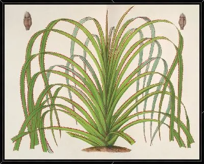 Картина Пандан Маврики (1854-1896)