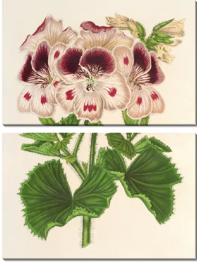 Картина Пеларгония (des Fleuristes) а.о. ремонтанты, Воспоминание о Вильгельме (1854-1896)