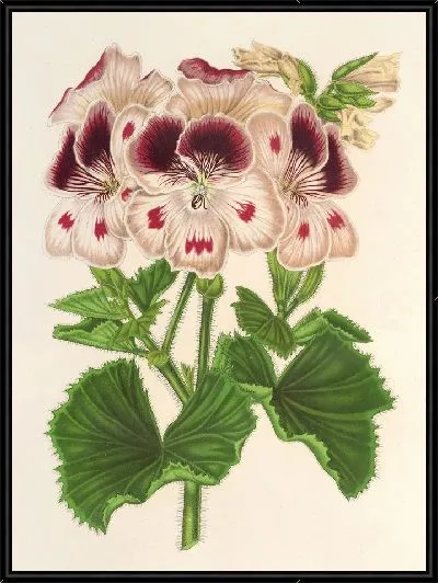 Картина Пеларгония (des Fleuristes) а.о. ремонтанты, Воспоминание о Вильгельме (1854-1896)