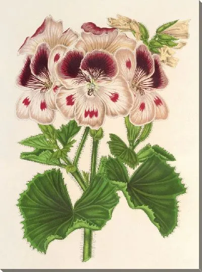 Картина Пеларгония (des Fleuristes) а.о. ремонтанты, Воспоминание о Вильгельме (1854-1896)