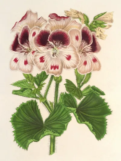 шаблон id 34