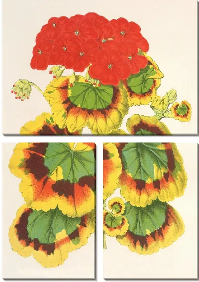 Картина Пеларгония зональная, var. Леди Коллум (1854-1896)