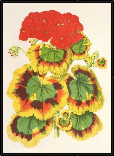 Картина Пеларгония зональная, var. Леди Коллум (1854-1896)