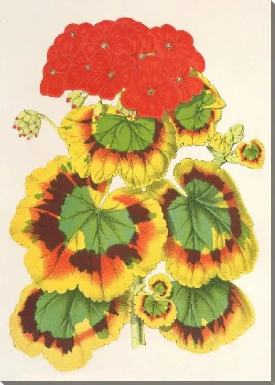 Картина Пеларгония зональная, var. Леди Коллум (1854-1896)