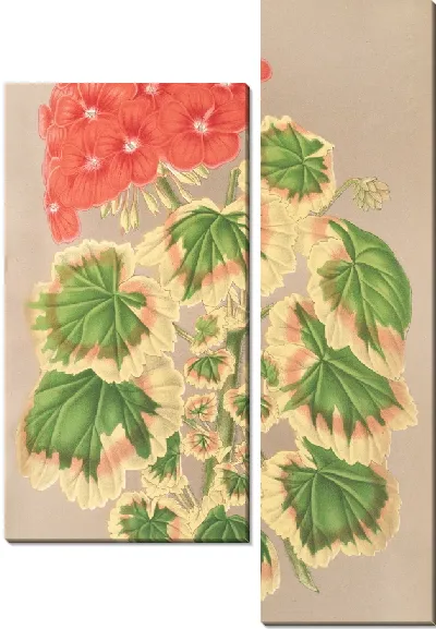 Картина Пеларгония зональная, вар. квадриколор (1854-1896)