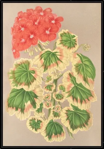 Картина Пеларгония зональная, вар. квадриколор (1854-1896)