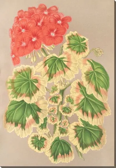 Картина Пеларгония зональная, вар. квадриколор (1854-1896)