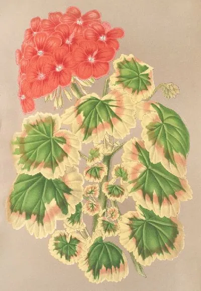 Картина Пеларгония зональная, вар. квадриколор (1854-1896)