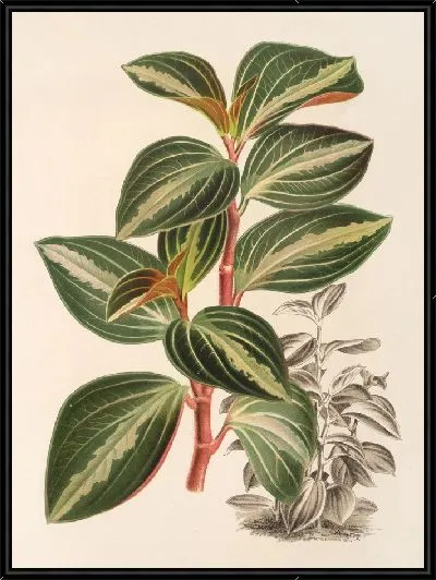 Картина Пеперомия Велютина (1854-1896)