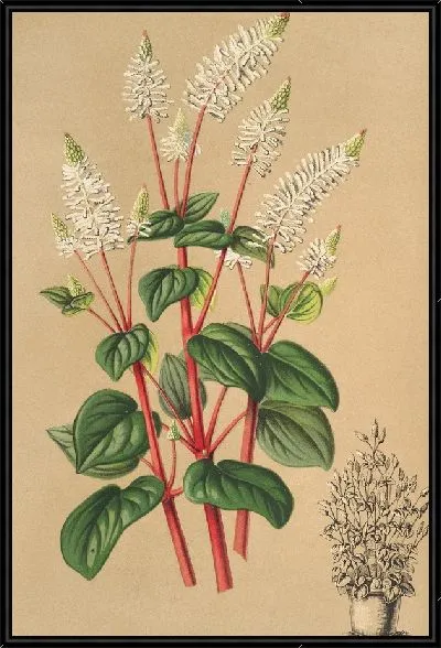 Картина Пеперомия резедофлора (1854-1896)