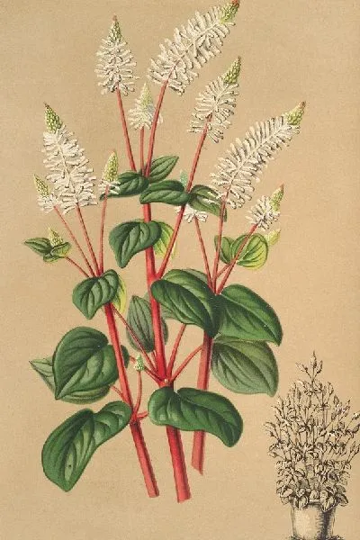 Картина Пеперомия резедофлора (1854-1896)