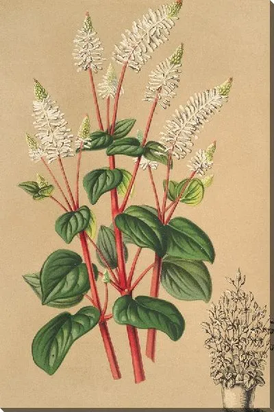 Картина Пеперомия резедофлора (1854-1896)