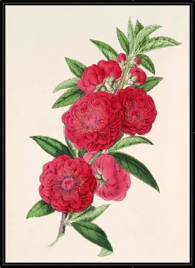 Картина Персик и цветочные палаты (1854-1896)
