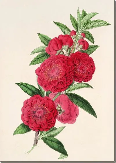 Картина Персик и цветочные палаты (1854-1896)