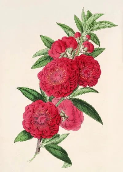 Картина Персик и цветочные палаты (1854-1896)