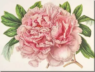 Картина Пивуан Александр II (1854-1896)