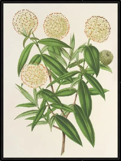 Картина Пимелея изящная (1854-1896)