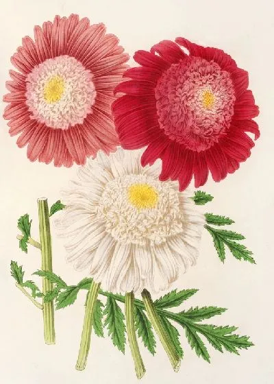 Картина Пиретрум (1854-1896)