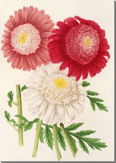 Картина Пиретрум (1854-1896)