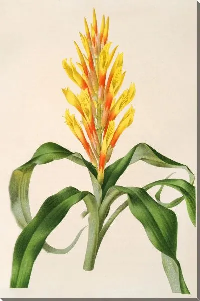 Картина Питкэрния Андреана (1854–1896)