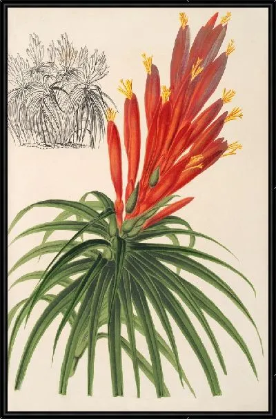 Картина Питкэрния афеландрефлора (1854-1896)