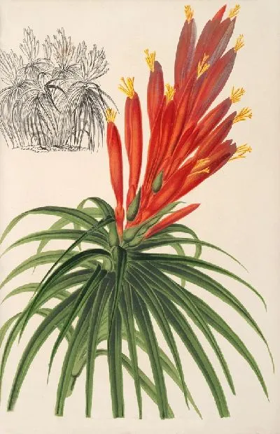 Картина Питкэрния афеландрефлора (1854-1896)