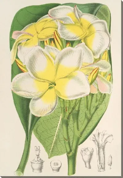 Картина Плюмерия желтая (1854-1896)