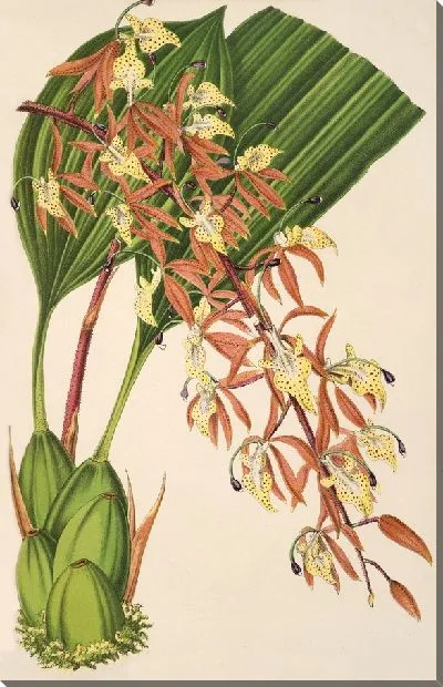 Картина Полицейский Лепида (1854-1896)