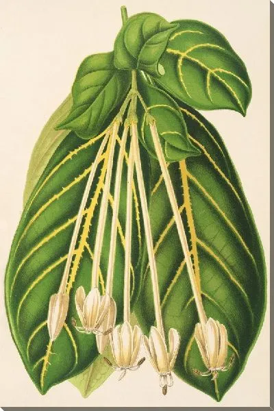 Картина Посокерия романтная (1854-1896)