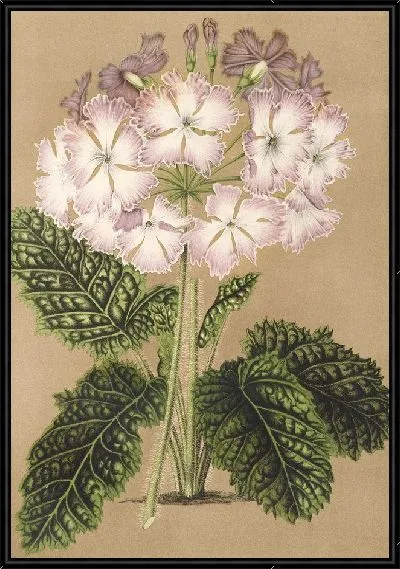 Картина Примула кортузоидная вар. Грандфлора (1854-1896)