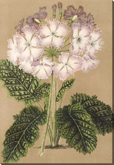 Картина Примула кортузоидная вар. Грандфлора (1854-1896)