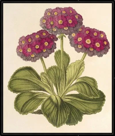 Картина Примула промежуточная (гибрида) (1854-1896)